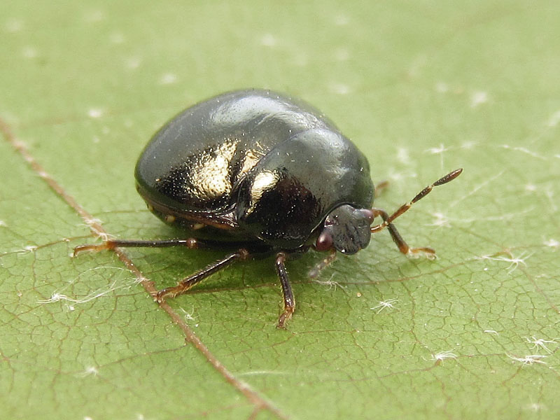 Thyreocoridae ? No,  Plataspididae: Coptosoma scutellatum